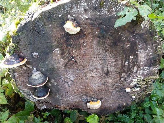 Clam looking fungijpg