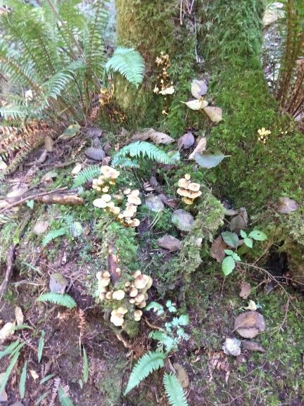 Fungi