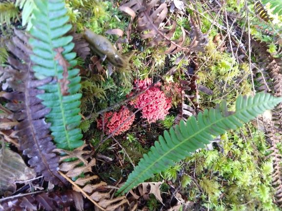 Pink Coral Fungi