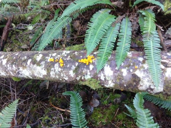 Popcorn fungi